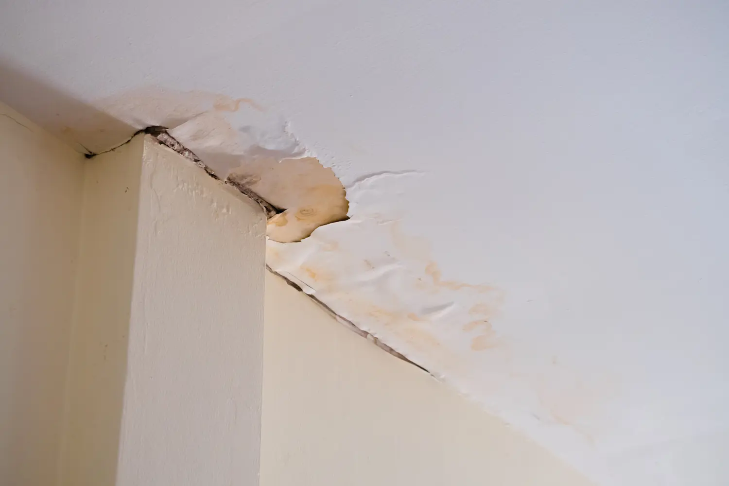 What to Do Immediately When You Have a Leaking Roof